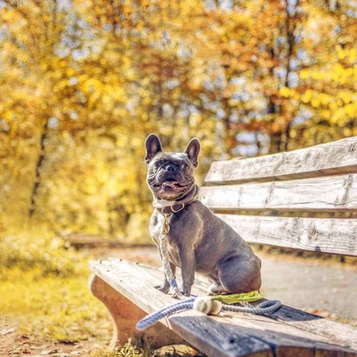 Pogi’S Dog Poop Bags - 10 Rolls (150 Doggie Poop Bags)