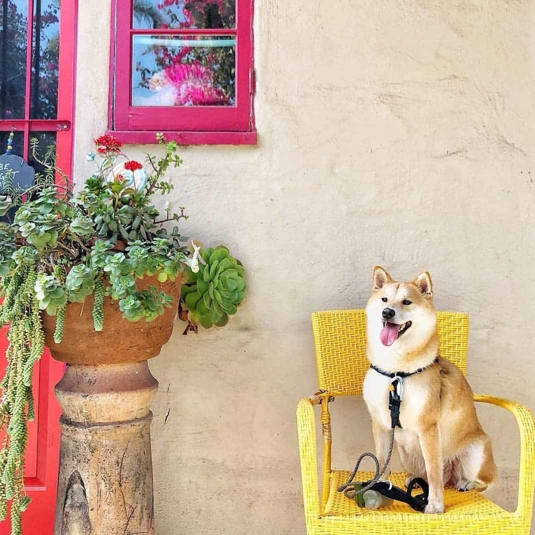 Pogi’S Dog Poop Bags - 10 Rolls (150 Doggie Poop Bags)